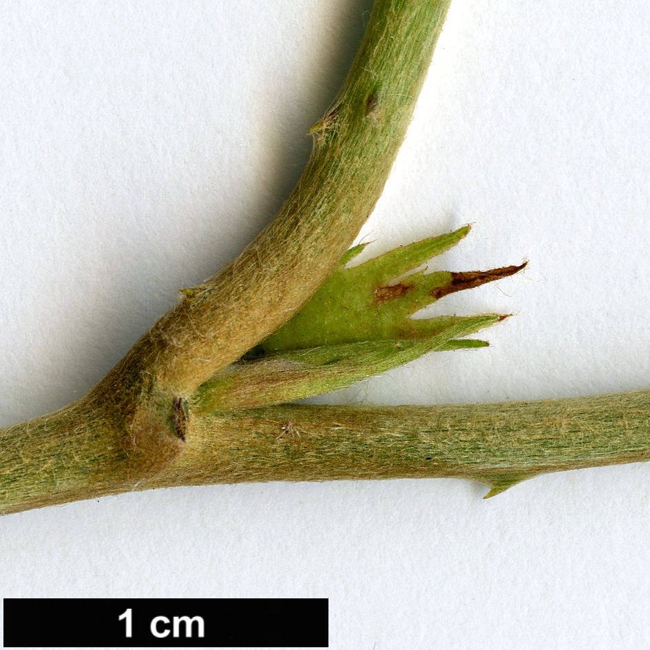 High resolution image: Family: Rosaceae - Genus: Rubus - Taxon: flagelliflorus